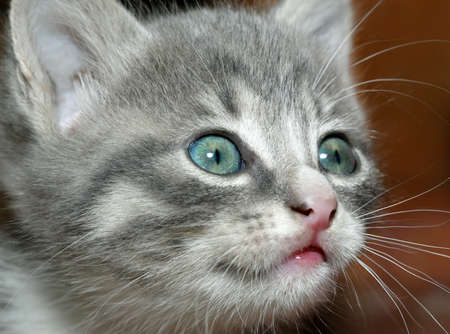 Close portrait of a little catの写真素材
