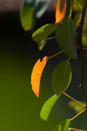 Autumn leafs of a pear tree on a blurred green backroundの写真素材
