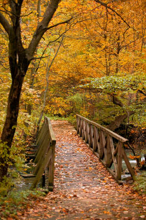 Autumn forest scenery with a stream and a wooden bridgeの写真素材