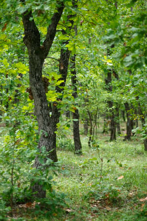 Forest - groove of green oak-treesの写真素材