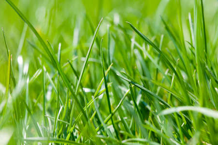Close-up of spring green grassの写真素材