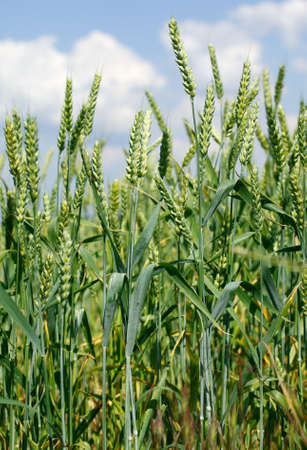 Green corn-fieldの写真素材