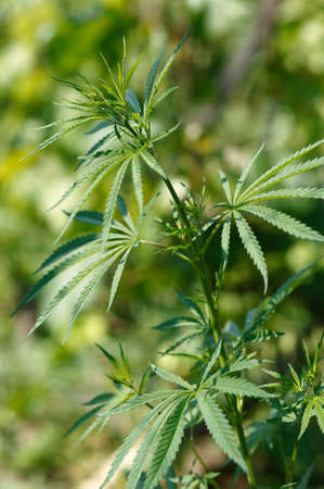 Green marihuana sprig and leafsの写真素材