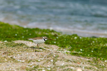 Golden Eye bird on the sea shoreの写真素材
