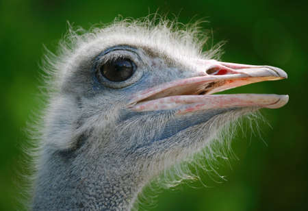 Close-up of a head of ostrichの写真素材