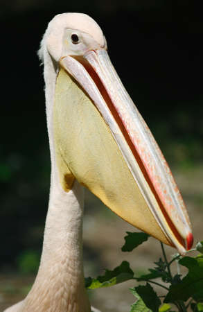 Head of a pink pelicanの写真素材