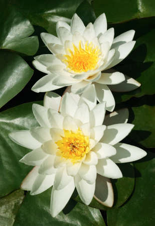 Two water-liliesの写真素材