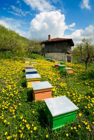 Old wooden house and colorful apiary with yellow flowersの写真素材