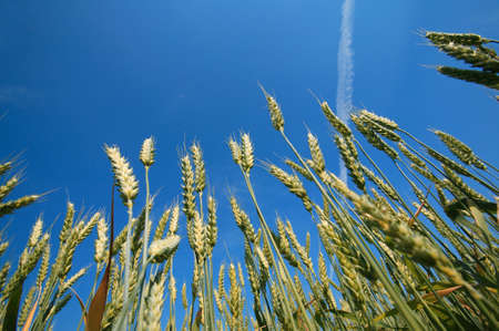 Look at a deep blue sky from an acorn fieldの写真素材