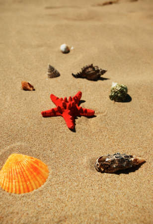 Tropical shells on the beach sandの写真素材