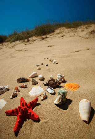 Tropical beach scenery with shells and star-fishの写真素材