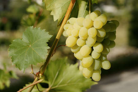 Ripe yellow dessert grapesの写真素材