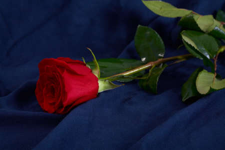 Red rose flower on blue backgroundの写真素材