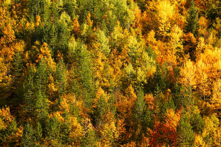 Colorful autumn forestの写真素材