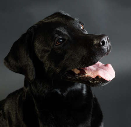 Black retriever dog dog headの写真素材