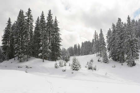 Winter landscape in mountains with pine tree forestの写真素材