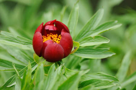 Blossom of wild red peony flower, Paeoniaの写真素材