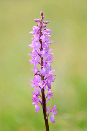 Blossom of a colorful wild spring flowerの写真素材