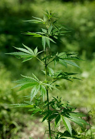 Green marihuana sproutの写真素材