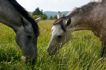 Heads of two grazing horses in a green spring meadowの写真素材