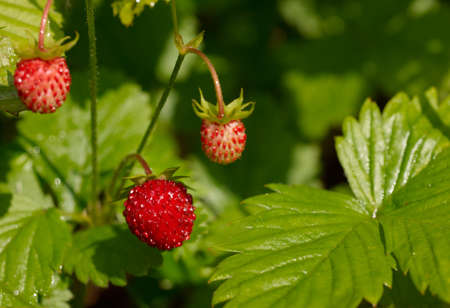 Ripe wild strawberry fruit with green leafsの写真素材