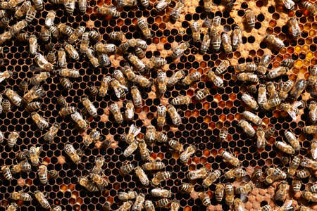 Honey bee workers on honey-combの写真素材