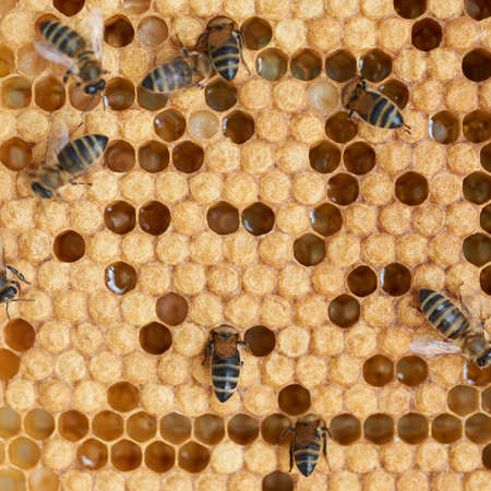 Honeycomb and worker honey bees close-upの写真素材
