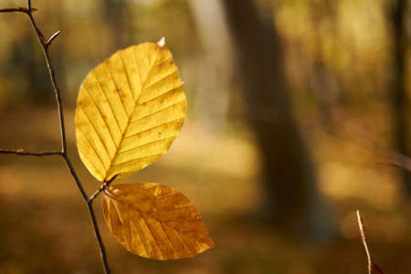 Beautiful autumn leafs, detail from a beech forest