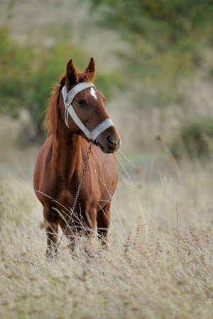 Domestic farm animal, tied horse in grassの写真素材