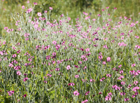 Summer blossom flowers of the field and some green grassの写真素材