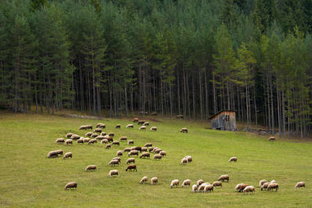 Mountain view from Bulgarian Rhodope with flock of sheepの写真素材