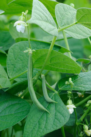 Green french beans plant in vegetables garden