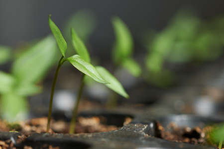 Young pepper seedlings in special black plastic potsの写真素材