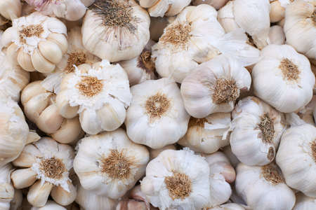 Garlic for sale on Provence market, Marseille city, South Franceの写真素材
