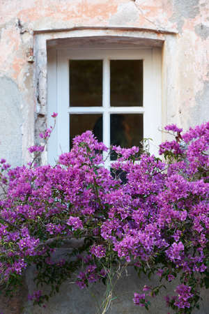 Typical Saint Tropez window with flowers in winter seasonの写真素材