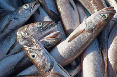 Fresh mediterranean cod-fish for sale on market of Marseille, Franceの写真素材
