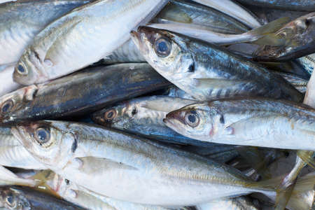 Fresh mediterranean scad fish for sale on market of Marseille, Franceの写真素材