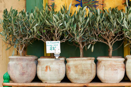 Small olive trees in pots, bonsai plants for sale in Provence, Franceの写真素材