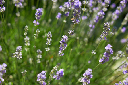 Lavender blossoms in Provence field, South France