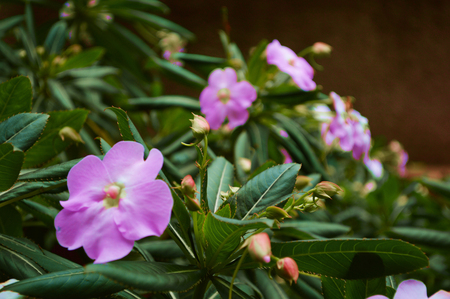 Flowers setの写真素材