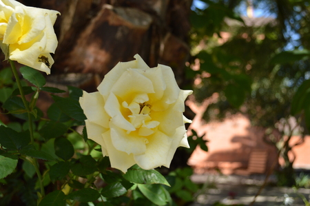 yellow flowerの写真素材