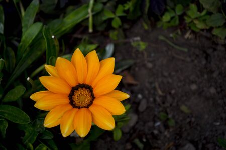 Flower Tripletailの写真素材