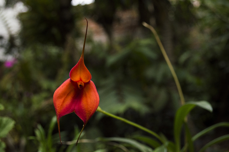 orchidの写真素材