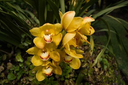 Yellow orchid 3の写真素材