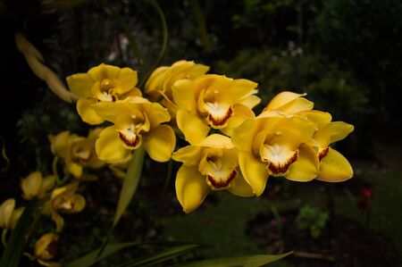 Yellow Rosesの写真素材