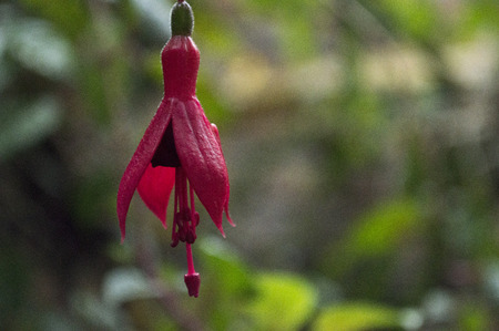 Red Flowerの写真素材
