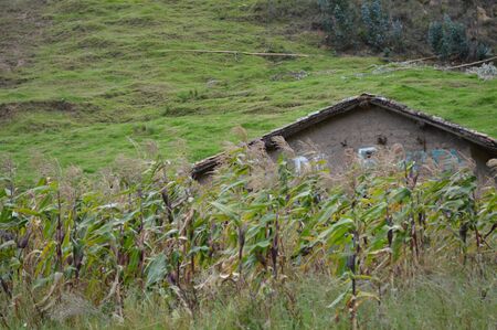 Cornfieldの写真素材