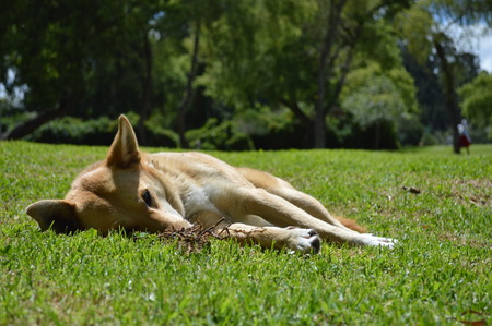 Dog
