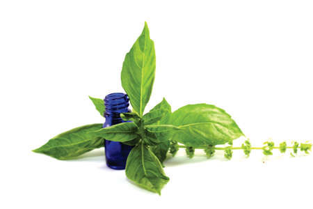 Basil essential oil with bottle and basil leavesの写真素材