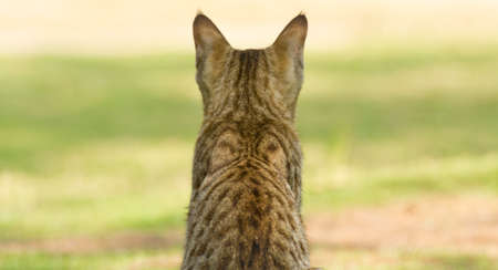 Cat on the watchの写真素材